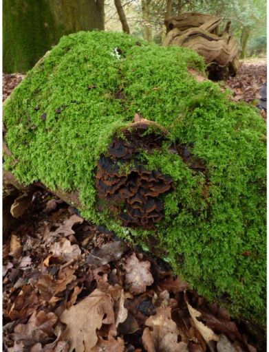 Mature fruit body on yew in Finchley, London.